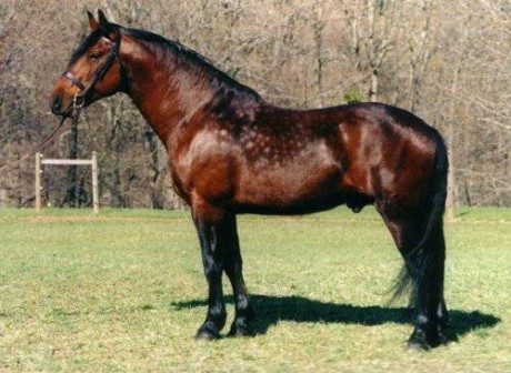 Hannoverský kůň-3